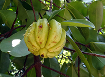 slimsure - slim sure - slim sure review